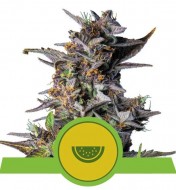 Watermelon Automatic