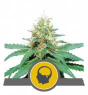 Amnesia Haze Regular