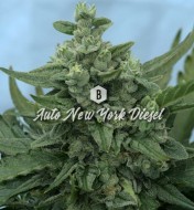 Auto New York Diesel