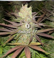 Amnesia 47