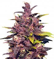 Granddaddy Purple Fast