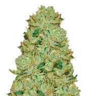 Big Bud Auto