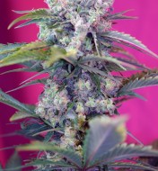 Cream Mandarine Auto