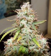 Auto Girl Scout Cookies