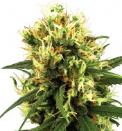 White Haze Automatic