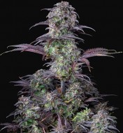 Original Blueberry Auto