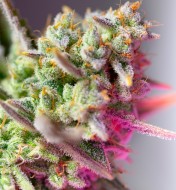 Sweet Mimosa XL Auto