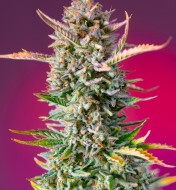 Gorilla Sherbet F1 Fast Version