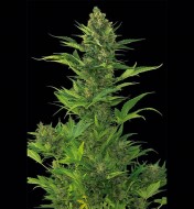 Auto Amnesia X-treme