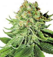 Northern Lights Automatic