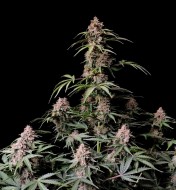 Amnesia Zkittlez Auto