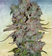 Auto Blueberry Domina