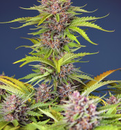 Mimosa Bruce Banner XL Auto