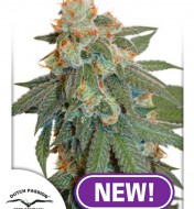 Auto Orange Bud PROMO