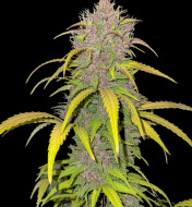 Purple Mandarine Auto