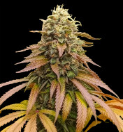 Strawberry Coke Fast