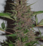 Pakistani Chitral Kush