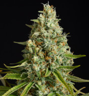 Amnesia Lemon