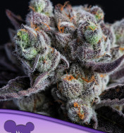 Blackberry Moonrocks