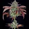 Gorilla Cookies Auto - Ganja Farmer Seeds