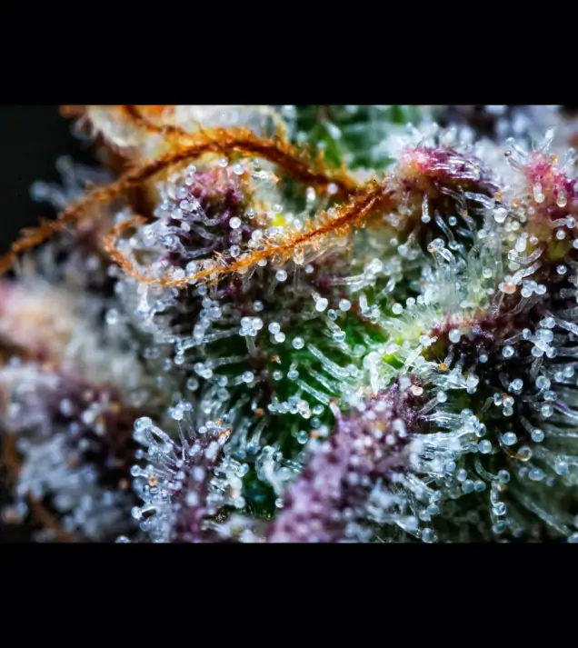 Gorilla Cookies Auto - Ganja Farmer Seeds