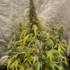 Gorilla Cookies Auto - Ganja Farmer Seeds