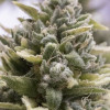 OG Kush Auto WYPRZEDAŻ