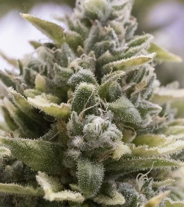 OG Kush Auto WYPRZEDAŻ