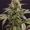Chem Bomb Auto WYPRZEDAŻ