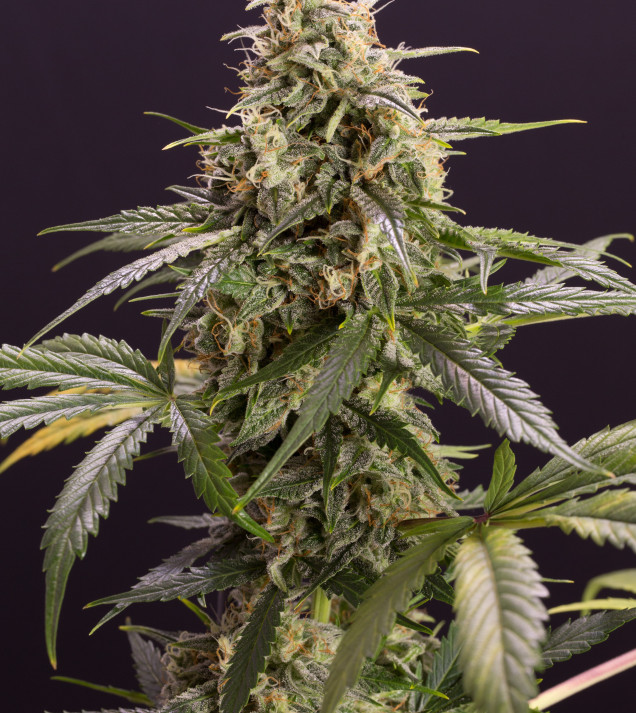 Chem Bomb Auto WYPRZEDAŻ