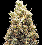 Tangerine Dream Auto