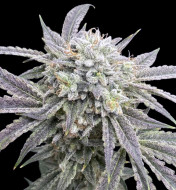 Watermelon Cookies CBD