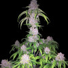 Gorilla Cookies Auto