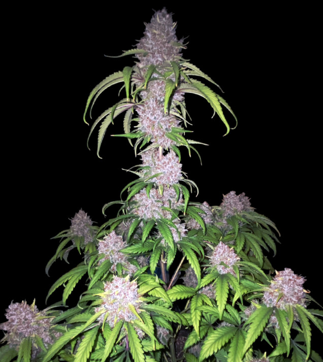 Gorilla Cookies Auto