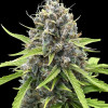 Gorilla Cookies Auto