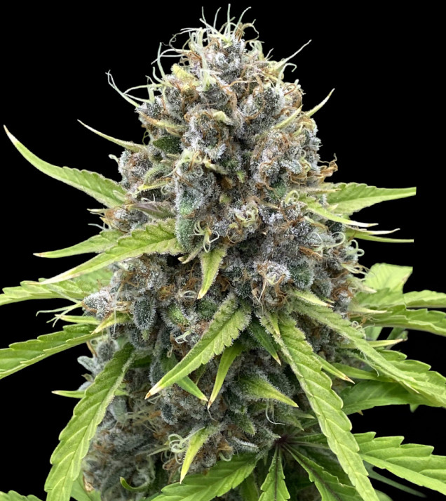 Gorilla Cookies Auto