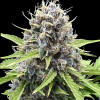 Gorilla Cookies Auto