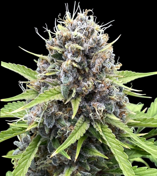 Gorilla Cookies Auto