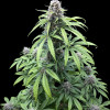 Gorilla Cookies Auto