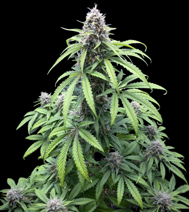 Gorilla Cookies Auto