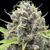 Gorilla Cookies Auto