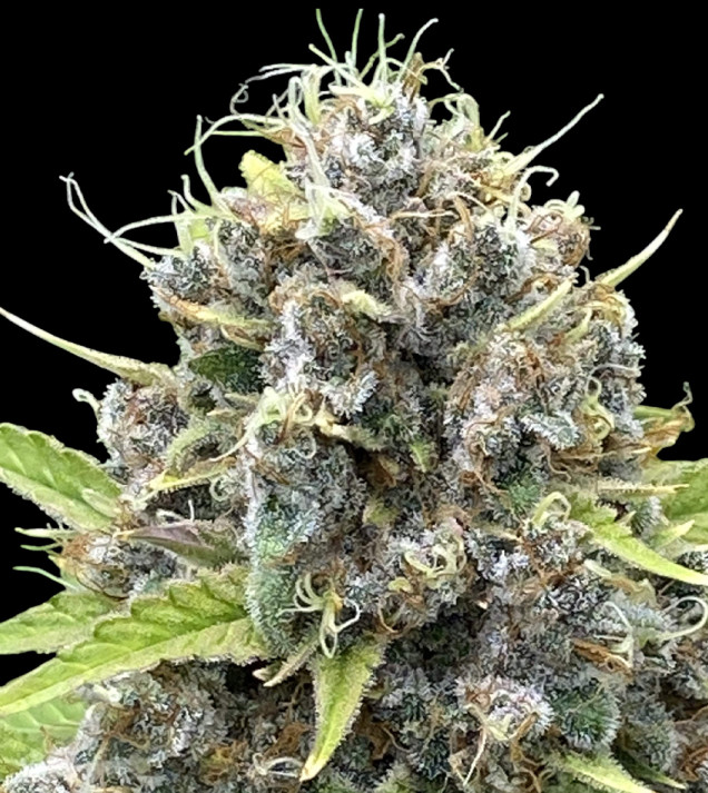 Gorilla Cookies Auto