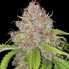 Gorilla Cookies Auto
