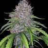 Gorilla Cookies Auto