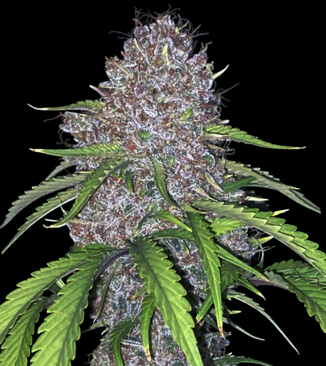 Gorilla Cookies Auto