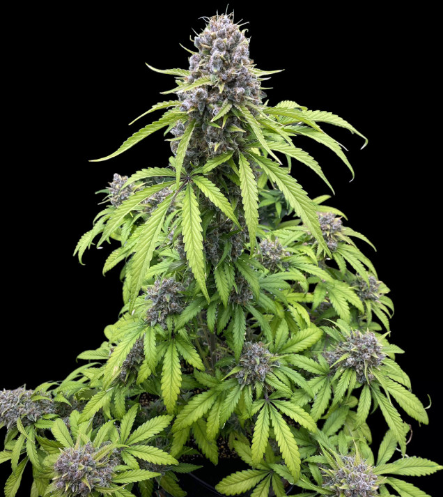 Gorilla Cookies Auto