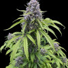 Gorilla Cookies Auto