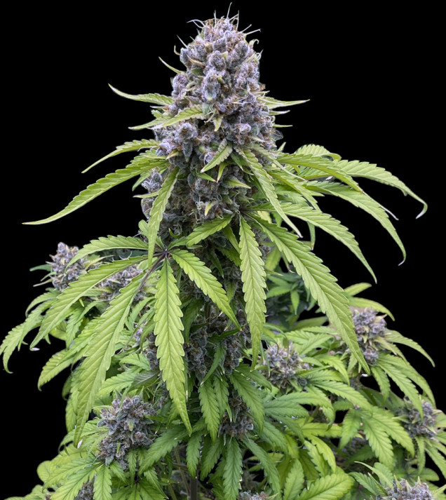 Gorilla Cookies Auto
