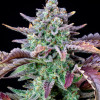 Gorilla Cookies Auto