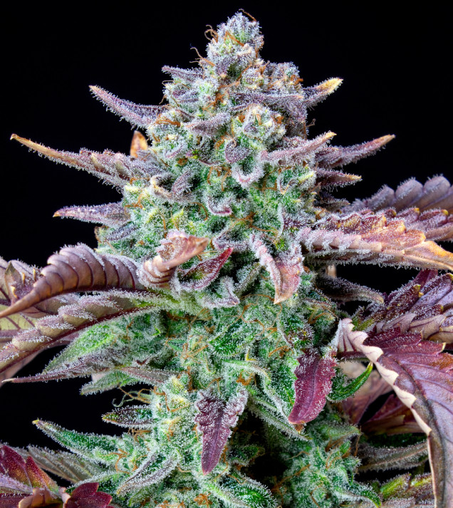 Gorilla Cookies Auto